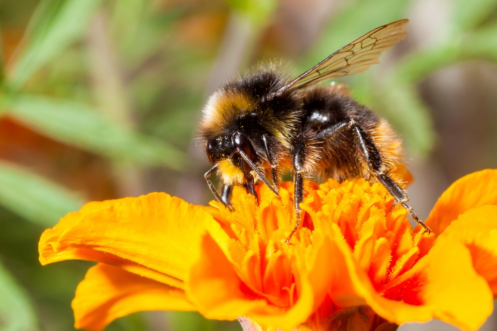 Bumblebee - Green Spinnaker